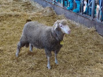 A Laurenzana l’asta arieti: un valore aggiunto al settore ovini da carne di razza Merinizzata Italiana e Gentile di Puglia